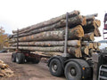 LKW-Ladung Stammholz – Buche, Eiche, Hainbuche – 25 Ster